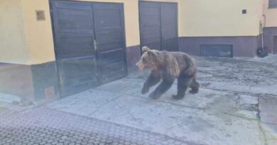 Medveď z Liptovského Mikuláša bol eliminovaný