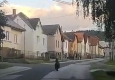 Medveď v Závažnej Porube napadol muža